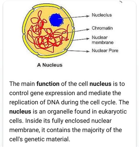 Describe Structure And Function Of Nucleus With Diagram