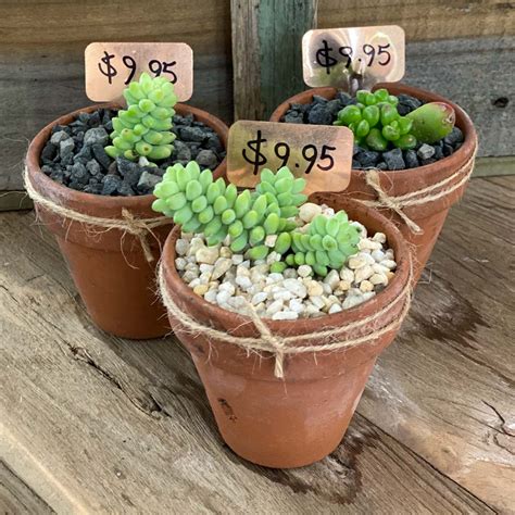 Small Potted Succulents The Greenery Garden And Home Heidelberg