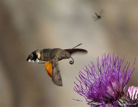 Hummingbird Hawkmoth Hawk Moth Hummingbird Moth Hummingbird