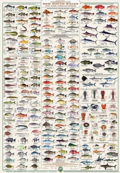 Fishermans Fish Identification New South Wales Fishermans Guide