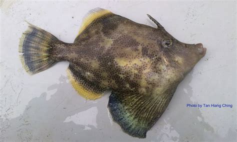 Filefishes Talk About Fish