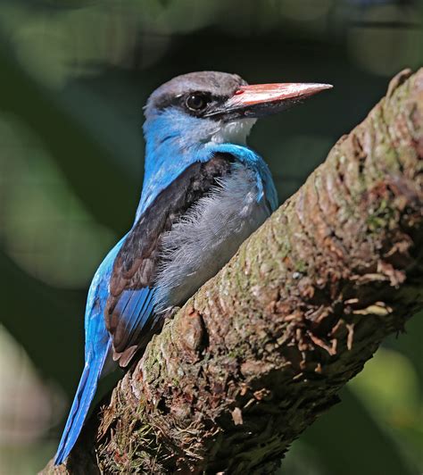 Pictures And Information On Blue Breasted Kingfisher