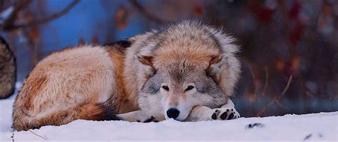 Sad Wolf Wallpapers Top Free Sad Wolf Backgrounds Wallpaperaccess