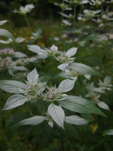 Mountain Mint 100 Seeds Pycnanthemum Incanum Hoary Etsy