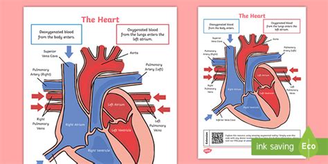 Ks2 Heart Diagram Qr Labelling Activity Science Twinkl