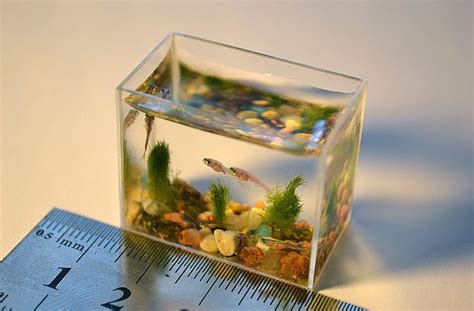 The Worlds Smallest Aquarium Contains Only 10ml Of Water Shouts