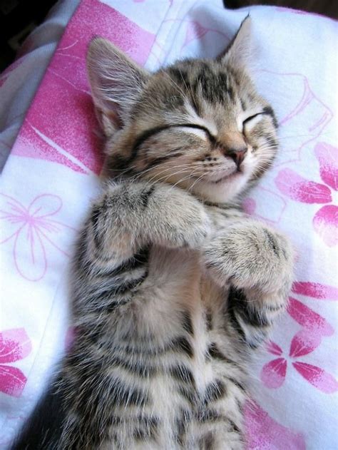 133 Best ♥ Cute Sleeping Cats ♥ Images On Pinterest