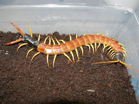 Real Monstrosities Giant Red Headed Centipede