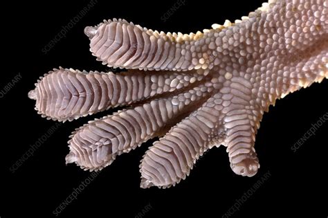 Gecko Foot Stock Image C0140259 Science Photo Library