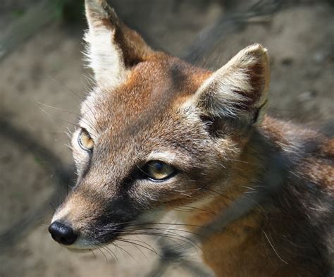 Corsac Fox Vulpes Corsac 2019 06 01 Zoochat