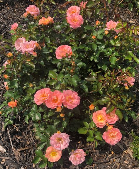 Peach Tree Flowers Freeze Lady Brower