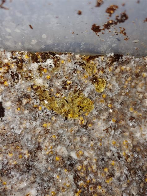 Yellow liquid on top mycelium, should I isolate container? : shrooms