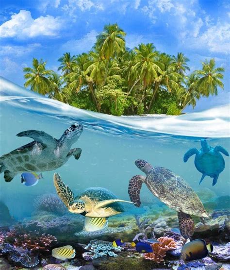 Turtles In Maldives Daring Planet Maldives Island Turtle Ocean