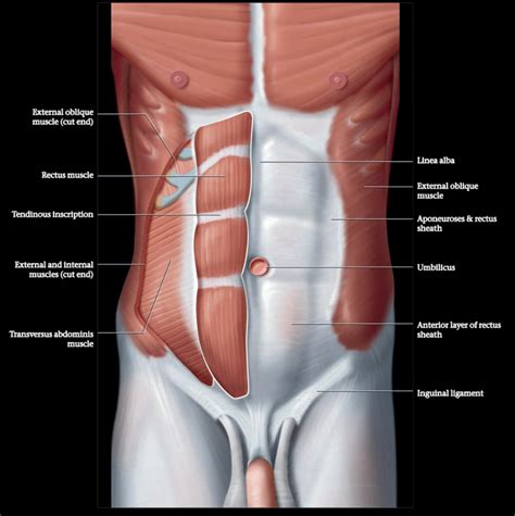 Knowledge of abdominal anatomy facilitates operative decision making based on the type of repair that best fits the patient's anatomy and type of hernia. Abdominal wall and para-spinal structures anatomy