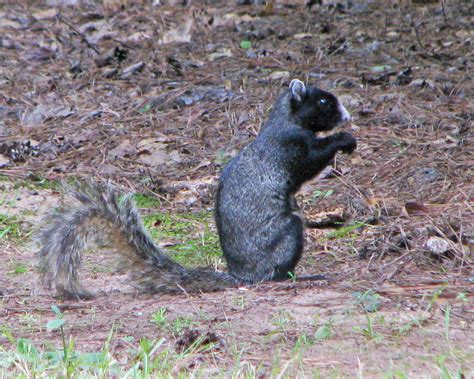 Southern Fox Squirrel Imperiledrare Species Of Citrus County