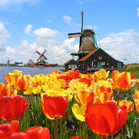 Tulips Amsterdam The Netherlands Photo 40071859 Fanpop