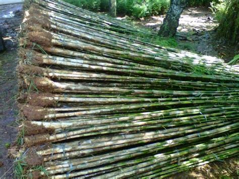 Negara kita kaya dengan tanaman bambu. Tanaman Pagar Hidup | Bambu Jepang | Pohon Bambu Hias