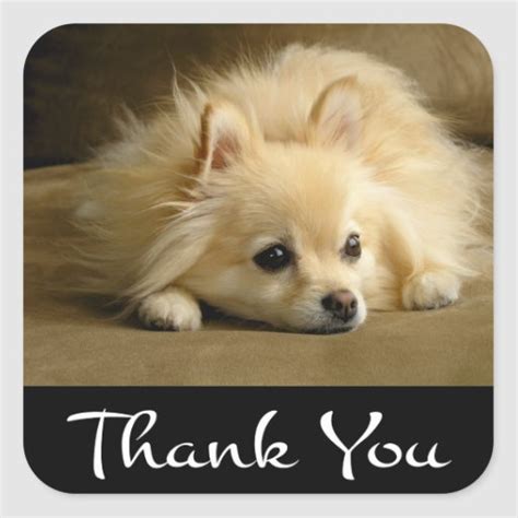 When will they invent away to make puppies stay puppies forever ts 2013. Thank You Pomeranian Puppy Dog Stickers / Labels | Zazzle