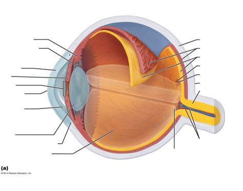 Internal Anatomy Of Eye Quiz