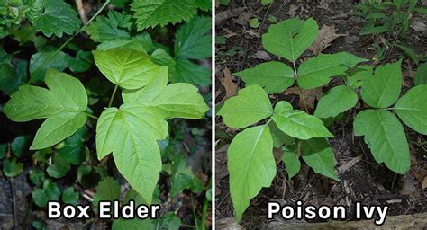 Poison Ivy Vs Box Elder Comparison Back Garden Gardening Blog