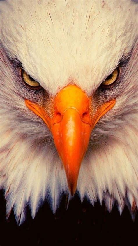 Beautiful Eagles Eagle Wallpaper And Pictures