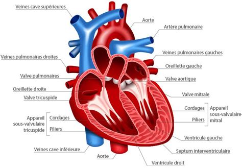 Structure Anatomique Du C Ur Anatomie Anatomie Cardiologie Coeur Anatomie