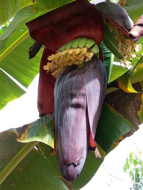 Selain bibit pisang barangan bibit pisang barangan merah kualitas unggul tentunya akan menghasilkan buah pisang barangan merah yang berkualitas pula. Hamparan Seni: Cara Penanaman Pisang