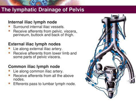 Pelvic Lymph Node Drainage