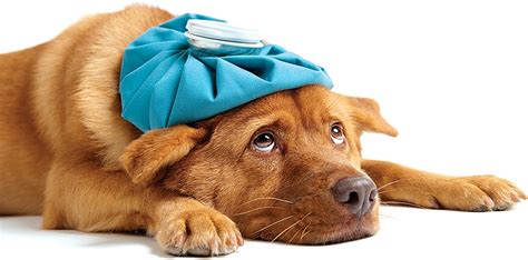 Canine Influenza Outbreak Best Practices For Keeping Your Pet Healthy