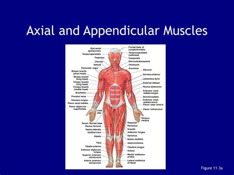Ppt Chapter 11 The Muscular System Biol 141 Aandp Powerpoint