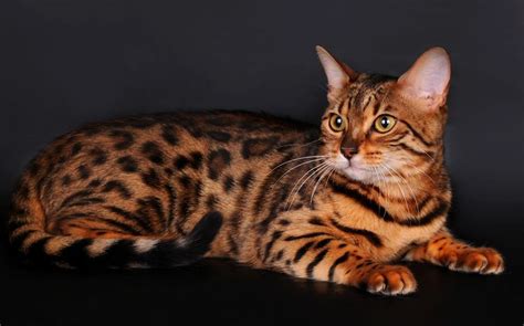A Toyger Cat Is An Artificially Bred Breed Of Domestic Cat The