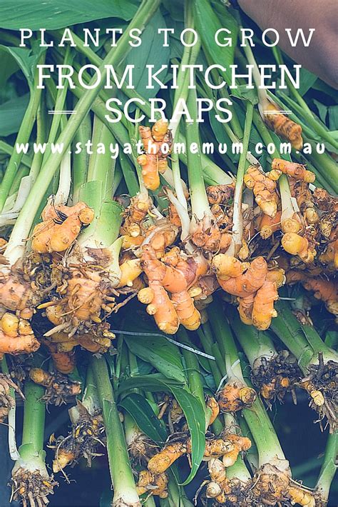 Plants To Grow From Kitchen Scraps Stay At Home Mum
