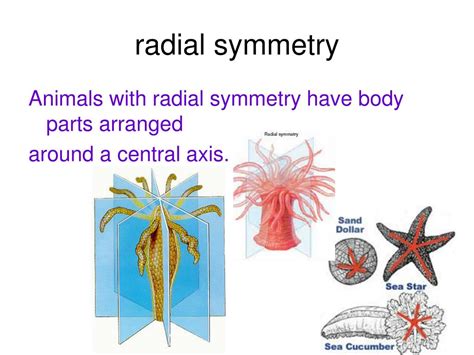 Ppt Introduction To Animals Powerpoint Presentation Free Download