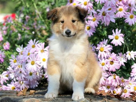 They are handled and played with from the day they are born. Collie Puppies For Sale | Puppy Adoption | Keystone Puppies