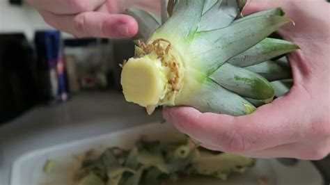 How To Grow A Pineapple Top From The Store Every Time Youtube