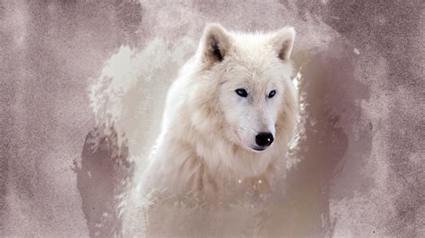 The Wolf Wallpaper Full Hd Id1069