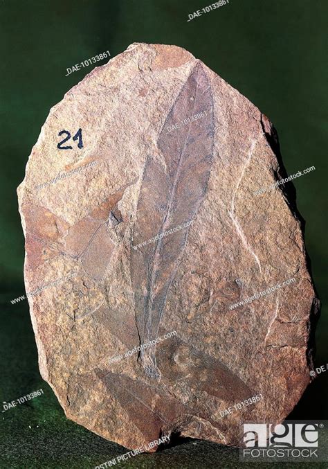 Fossil Impression Of The Seed Fern Glossopteris Browniana