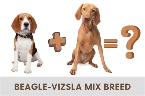 Beagle Vizsla Mix Breed Best Tips And Care Guide