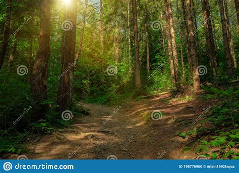 Fairy Tale Forest Landscape Morning Sunny Nature Photography Scenic