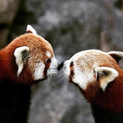 Squee Cute Funny Animals Animals And Pets Baby Pandas Red Panda