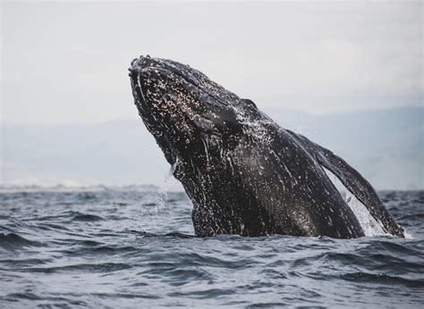Gray Whales Off Washingtons Coast Coastal Interpretive Center