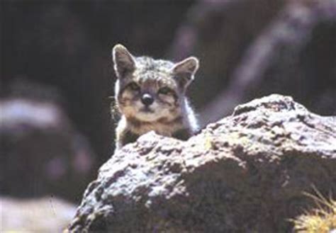 The markings on the coat are darker on juveniles, especially those on the sides of the body. Andean Mountain Cat Facts | Big Cat Rescue