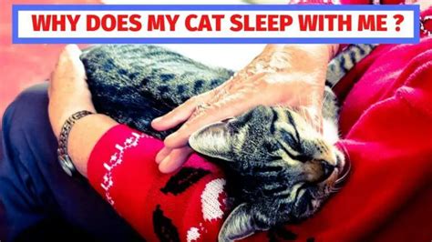 Why Does My Cat Sleep With Me Here Are The 7 Reasons Kitty County