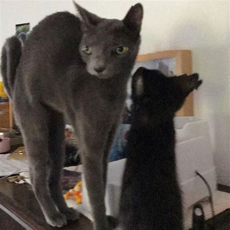 Cat Panoramic Photos Gone Hilariously Wrong