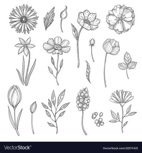 Hand Drawn Flowers Various Pictures Royalty Free Vector