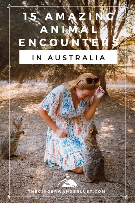 15 Most Amazing Animal Encounters In Australia The Ginger Wanderlust