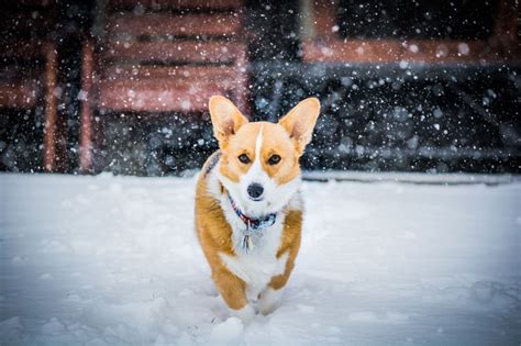 15 Facts About Corgis You Didnt Know Petpress