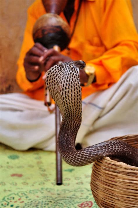 Snake Charmer Learn About Nature