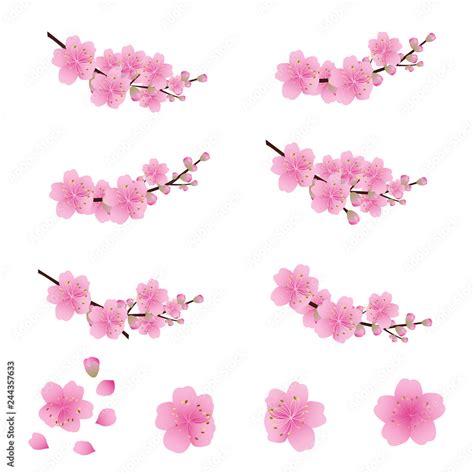 Sakura Flowers Icon Set Cherry Blossom Vector Illustration Stock Vector Adobe Stock
