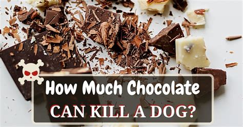 You need to account for several factors when determining exactly how much your dog talk to your veterinarian if you have any questions about your dog's health or diet. How Much Chocolate Can Kill A Dog? - Dog Food Haven